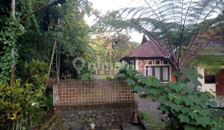 Villa Halaman Luas Hitung Tanah di Megamendung Bogor