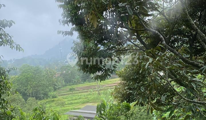 Tanah Kebun Durian Murah di Cijeruk Bogor SHM