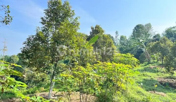 DIJUAL Kavling Kebun Jasinga Bogor Barat Luas 23500 m2