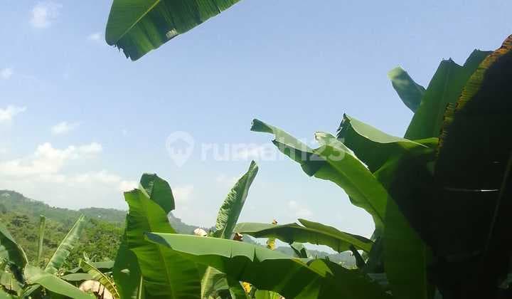 DIJUAL Kavling Kebun di Jasinga Bogor Barat Luas 16370 m2