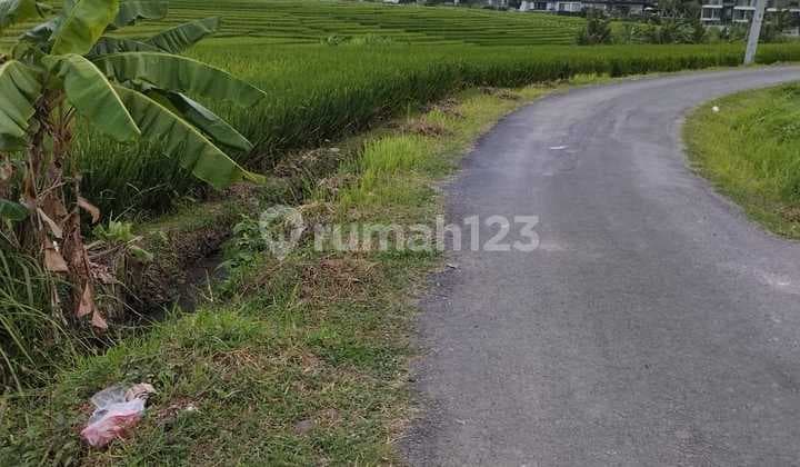 Disewakan Tanah 16.are Shm Di Cemagi Beach
