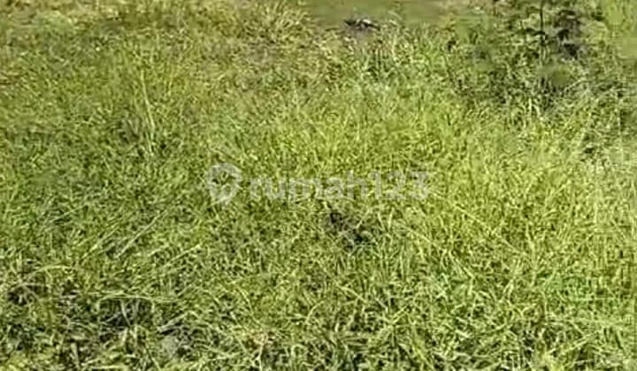 Disewakan Tanah 19 Are SHM di Canggu - Tanah Barak