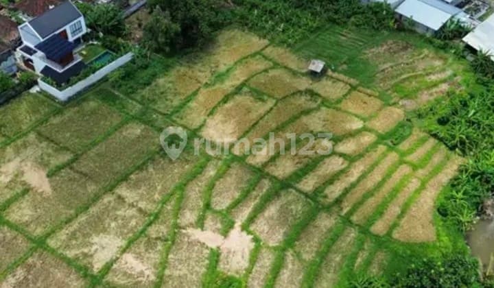 Disewakan Tanah 40 Are Shm Di Buduk.......