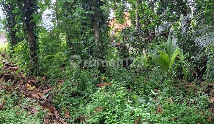 Disewakan.tanah 20.Are SHM Di.cepaka- Bebengan