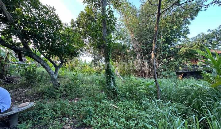 Disewakan Tanah 5 Are.shm Di Munggu.....