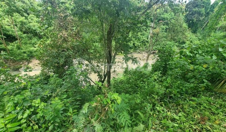 For Rent 8.5 Are SHM Land in Munggu - Green Lot