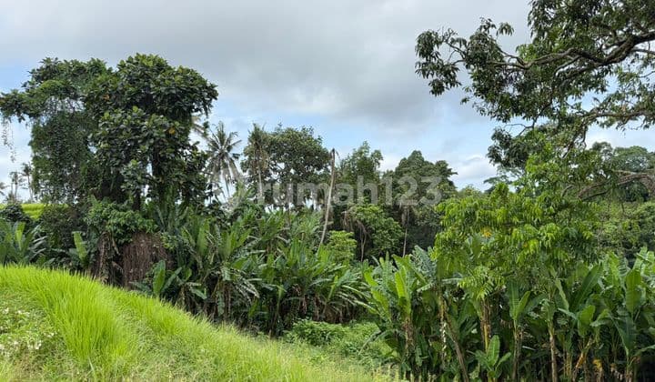 Disewakan Tanah 65 Are SHM di Kaba-.Kaba