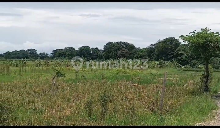 Disewakan Tanah 13 Are SHM di Tumbakbayuh- Jln Veteran