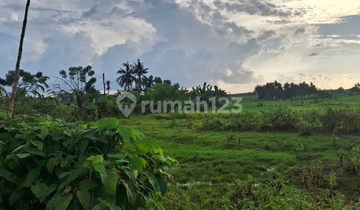 Disewakan Tanah 20 Are SHM di Munggu- Seseh