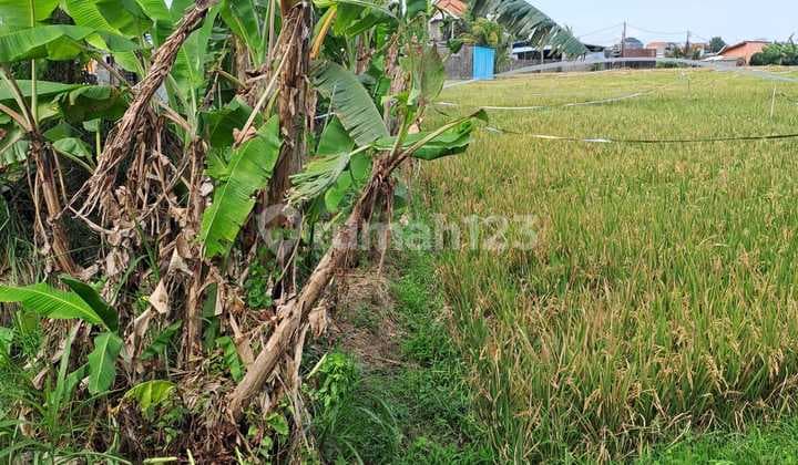 Disewakan Tanah 30 Are SHM di Munggu-Bantas