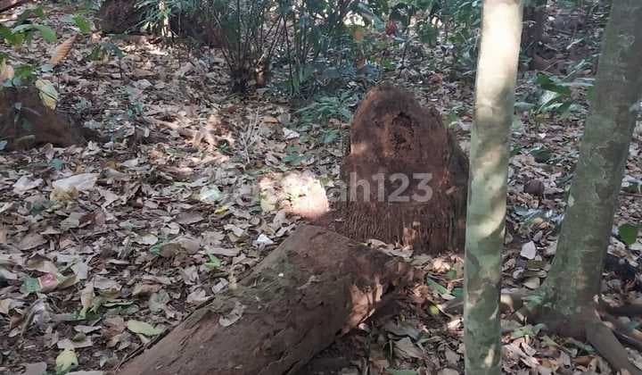 Disewakan Tanah 25 Are di Buwit Los Sungai