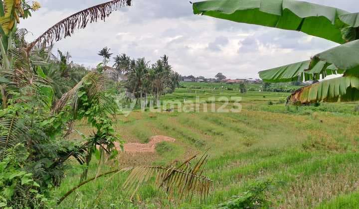 Disewakan Tanah 10 Are Shm Di Kedungu....