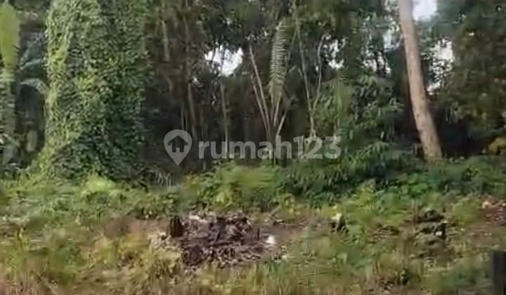 Tanah Sewa 10 Are Di Kaba- Kaba Shm Yellow