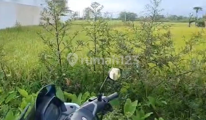 For Rent 13 Are SHM Land in Cemagi....