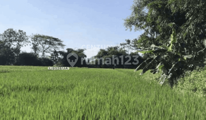 Strategic and Fertile Land for Sale with Easy Access in Kasokandel, Majalengka