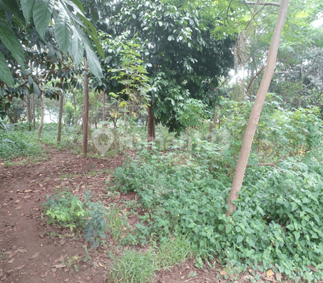 TANAH 1 HEKTAR DI KARANG ASEM, CITEUREUP, BOGOR