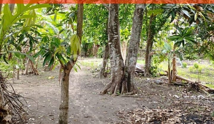 Tanah Kavling Luas 533M2 Murah di Banguntapan Dekat Giwangan SHM