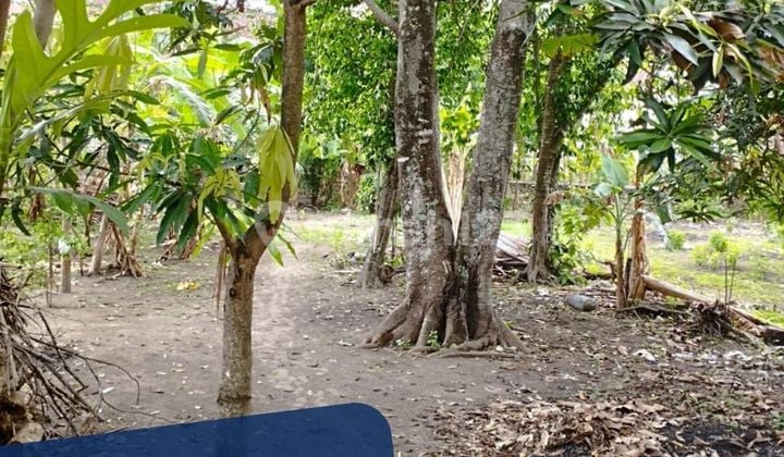 Tanah di Banguntapan bisa untuk Kavlingan Dekat Terminal Giwangan