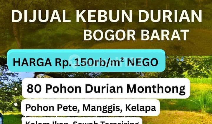 Kebun Durian Dijual Di Leuwiliang Bogor 5ha Siap Panen Harga Nego