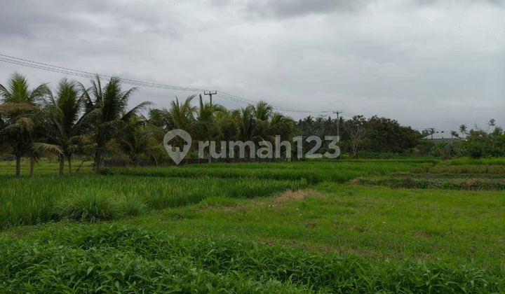 For Sale Tanahbdekat Panti Sesehan Munggu