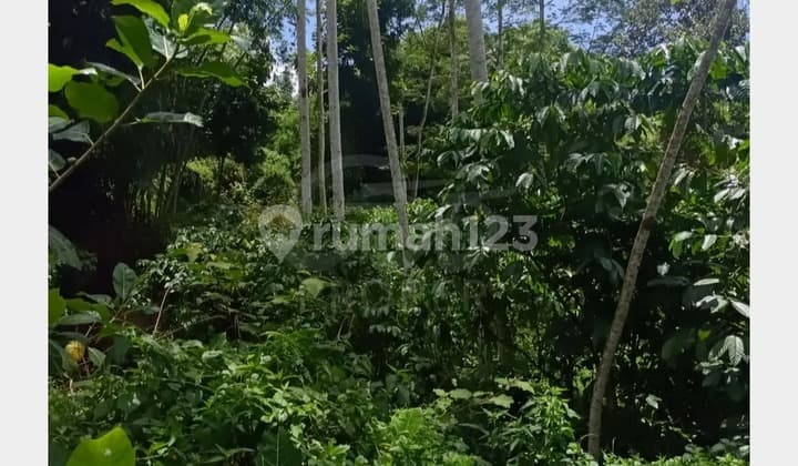 Land for Sale in Sumberaung Area, Ngantang District, Malang Regency, East Java