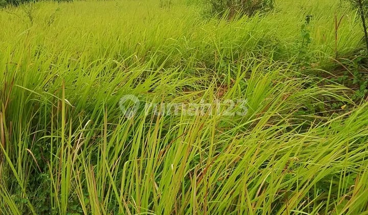 Jual Tanah Murah di Desa Turiredjo Kademan Gresik Jawa Timur