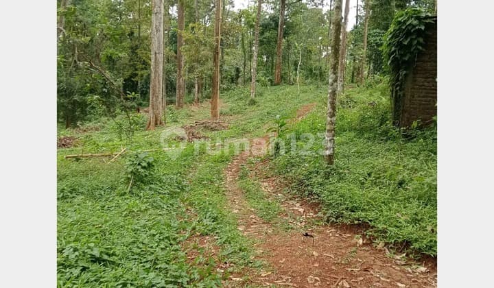 Jual Tanah Dekat Perumahan di Banjarejo Daerah Boja Kab. Kendal Jawa Tengah