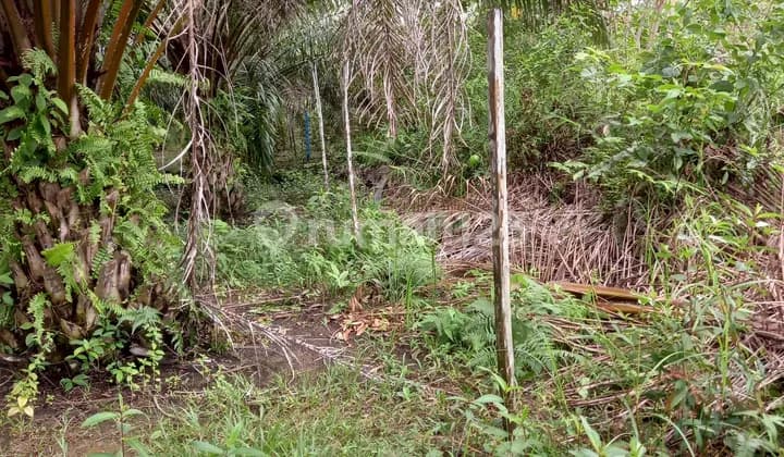 Jual Tanah di Jl. Silkar Dalam Giri Mukti Daerah Penajam Paser Utara Kalimantan Timur