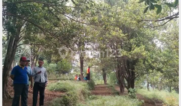 Jual Tanah Desa Gambuhan Pulosari Pemalang Jawa Tengah