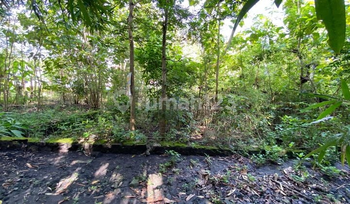 Rare Potential Plot in Sedayu Bantul, Suitable for Residential Use, Price 1.9 Million/M2