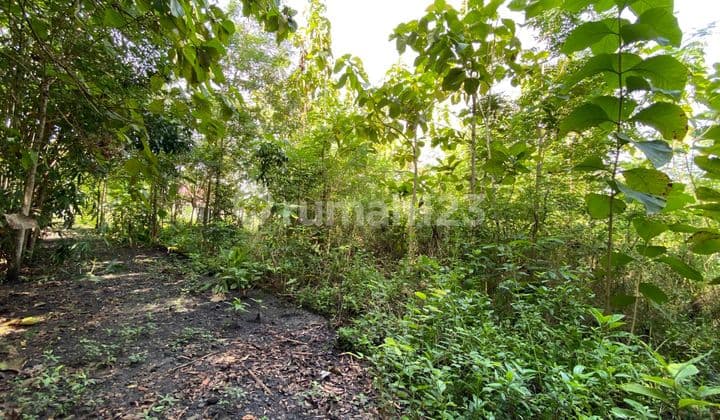 Investasi Tanah Murah di Sedayu Harga 1,9 Jt/M2 Dekat Kampus Mercubuana Jl Wates