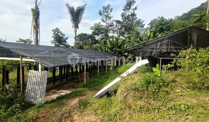 Tanah Luas 4 Ha di Banyubiru Ambarawa Semarang