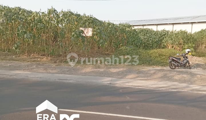 Tanah Kotak 6,5 Hektar Cocok Untuk Investasi Kaliwungu Kendal