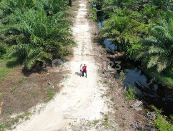 Lahan Luas Perkebunan Kelapa Sawit Di Pontianak