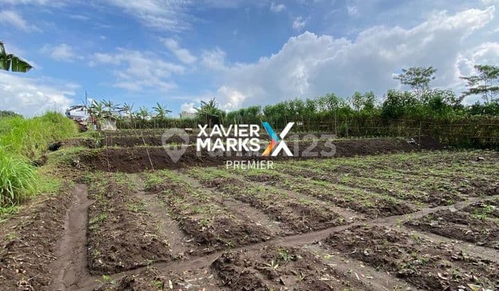 Affordable Land Suitable for Long-Term Plantation and Agriculture