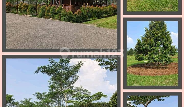 J1770-cbdw Tanah Luas 5 Hektar Ada Kebon Buah & Villa Jasinga Bogor