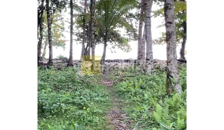 For Sale Beach Land 1,400 meters West Coast krui