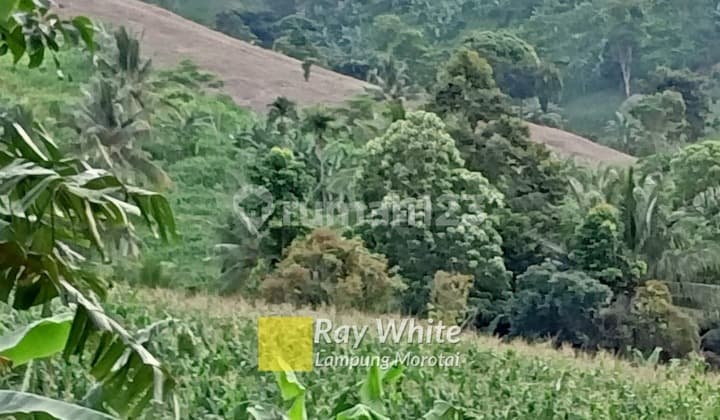 Dijual tanah kebun kalianda 50 ribu/meter