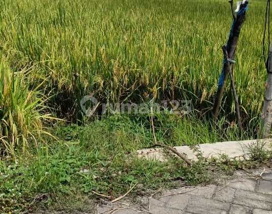 Tanah Sawah 2.418 Meter Oro-Oro Ombo, Madiun Jawa Timur