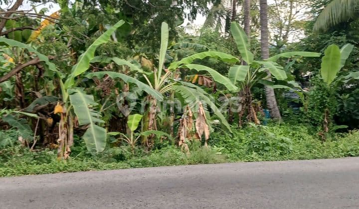 Jual Cepat Bu Tanah Shm Di Singaraja Bali Dkt Krisna , Lovina