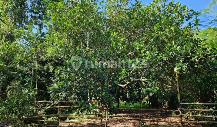 Executive Land Investment Talawaan Manado