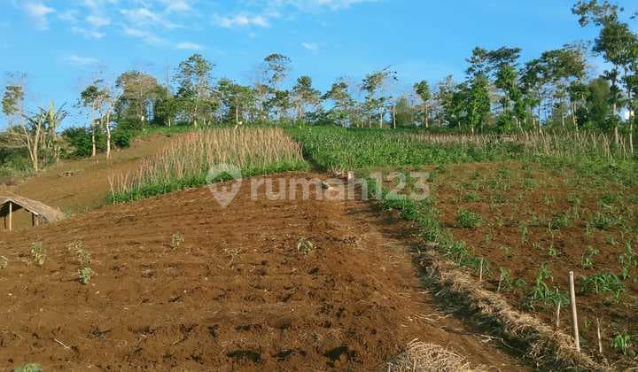 Dijual Tanah Cantik Di Sukaresmi, Cianjur