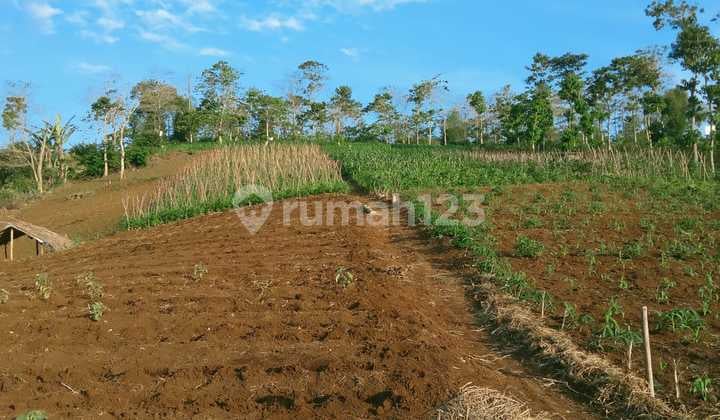 Beautiful Land For Sale In Sukaresmi, Cianjur