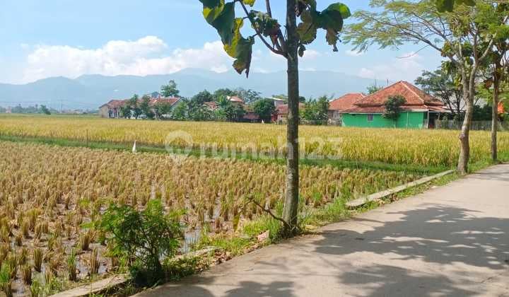 DIJUAL CEPAT Sawah Aktif hasil panen bagus dibMainroad majalaya dekat the matic majalaya 5000 m²