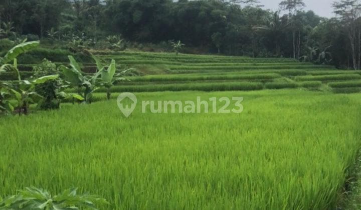 Dijual Sawah di Mekarsari Nyalindung Sukabumi
