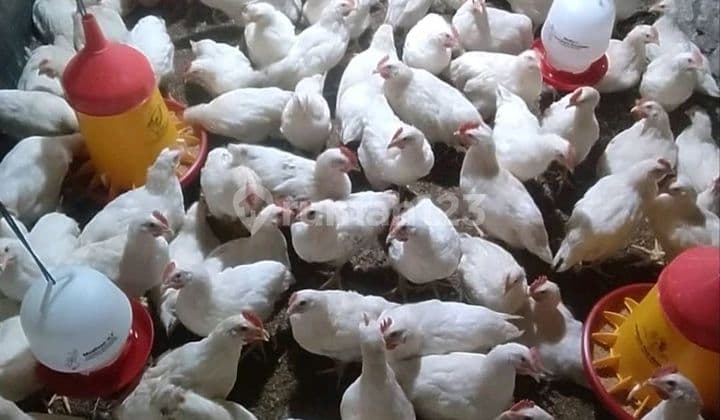 Jual Ternak Peternakan Kandang Ayam Chicken Farm 400ribu Ekor Lumajang Kabupaten