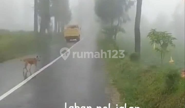 Jual Tanah Bromo Tengger 0 Jalan Raya Hotel Resto Wisata Mdpl 1000 Sukapura Probolinggo Kabupaten