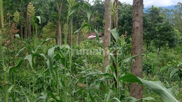 Jual Tanah Perkebunan Kebun Peternakan Ternak Agro Wisata Paiton Probolinggo Kabupaten Jual Tanah Perkebunan Kebun Peternakan Ternak Agro Wisata Paiton Probolinggo Kabupaten