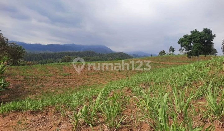 Jual Tanah Tani Pertanian Kebun Perkebunan Bromo Akses Truk