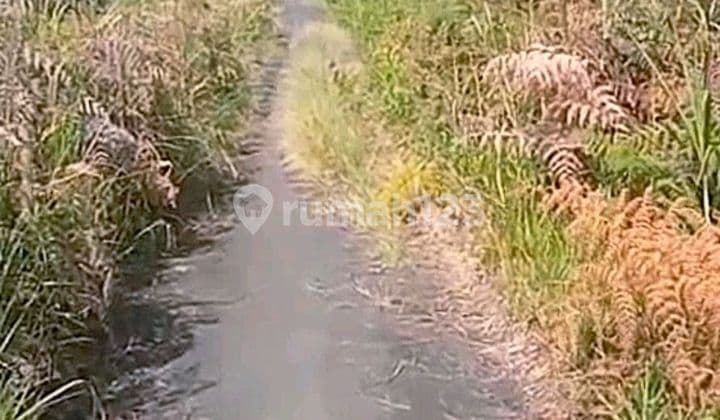 Jual Tanah Bromo Murah Langka Luas Jalur Tongas Probolinggo Kabupaten